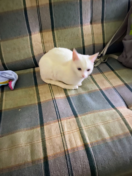 Кошки в нашей жизни. Кошки и все, что с ними связано.