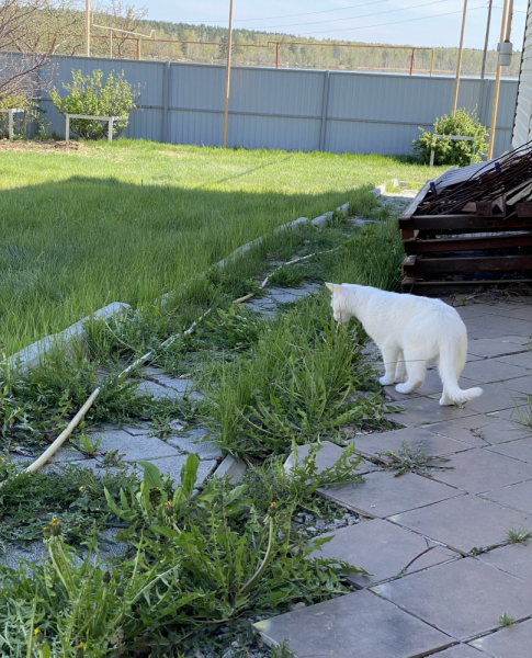 Кошки в нашей жизни. Кошки и все, что с ними связано.