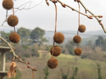 Турция: зимний довесок.