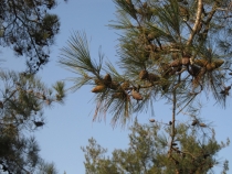 Турция: зимний довесок.