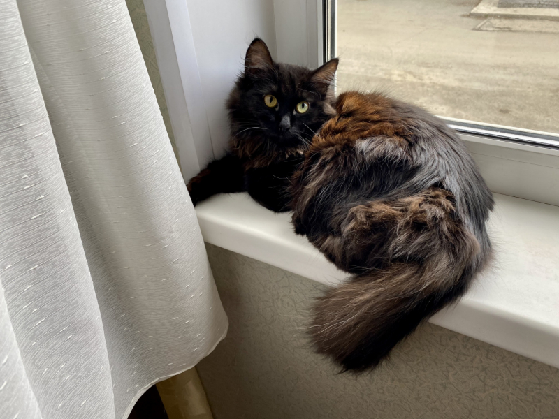 Кошки в нашей жизни. Кошки и все, что с ними связано.