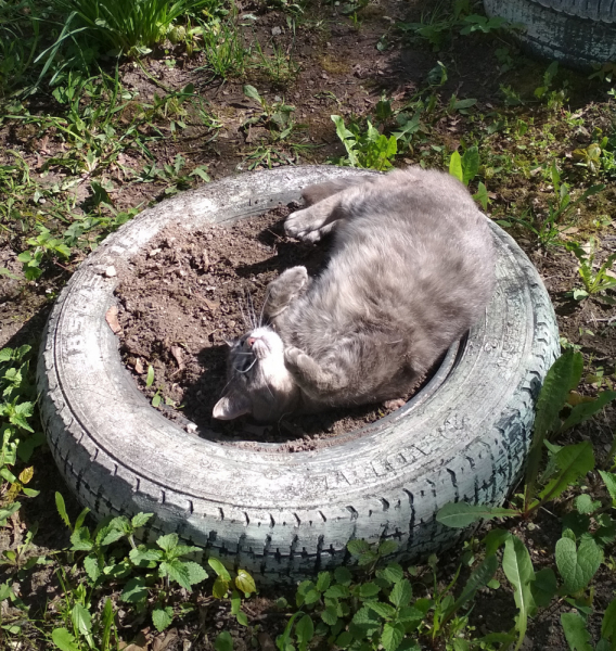 Кошки в нашей жизни. Кошки и все, что с ними связано.