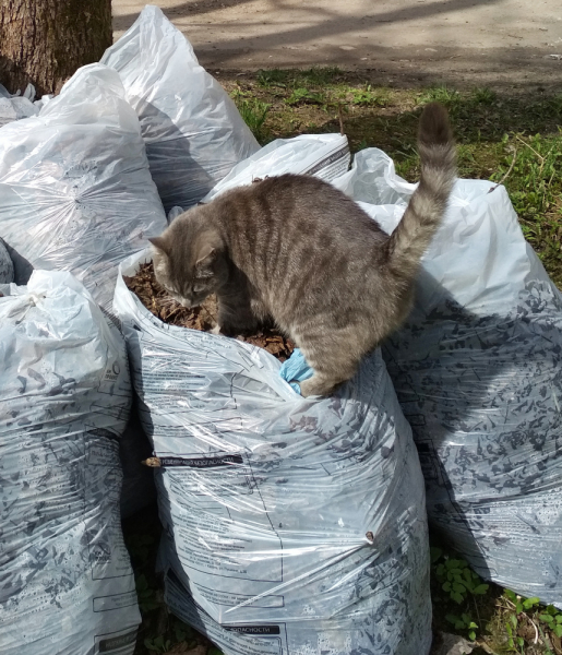 Кошки в нашей жизни. Кошки и все, что с ними связано.