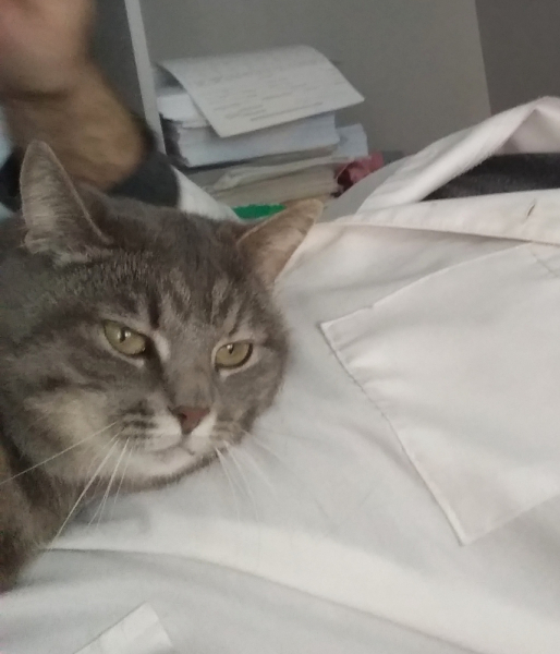 Кошки в нашей жизни. Кошки и все, что с ними связано.