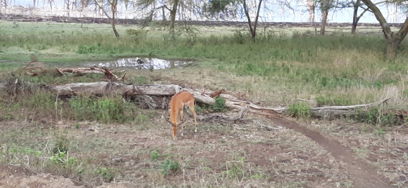 Кения - пикник во время чумы и во... то есть