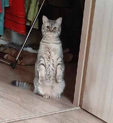 Кошки в нашей жизни. Кошки и все, что с ними связано.