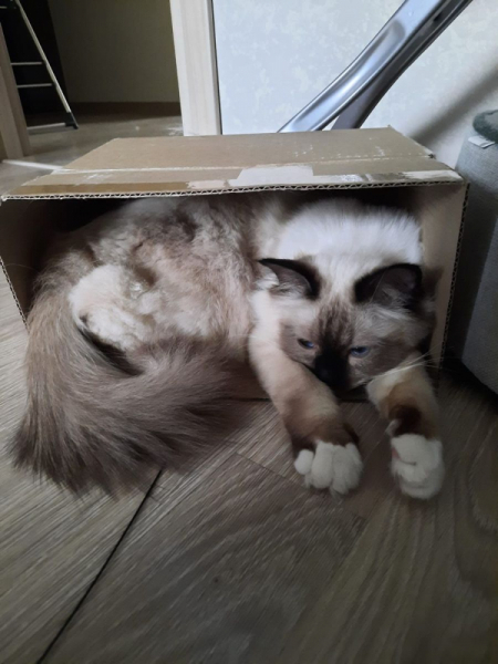 Кошки в нашей жизни. Кошки и все, что с ними связано.