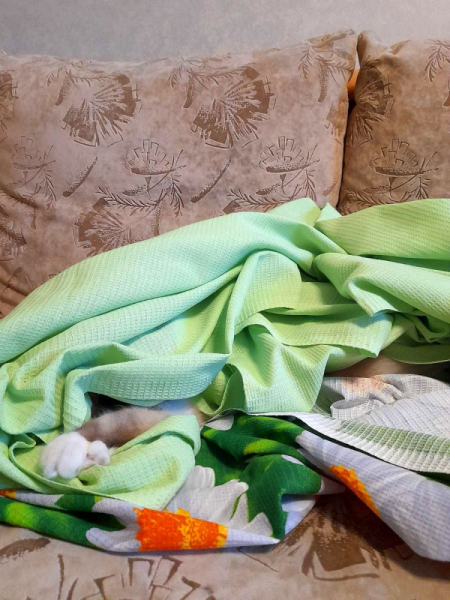 Кошки в нашей жизни. Кошки и все, что с ними связано.