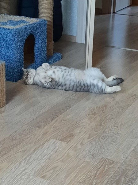 Кошки в нашей жизни. Кошки и все, что с ними связано.