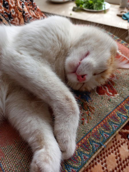 Кошки в нашей жизни. Кошки и все, что с ними связано.