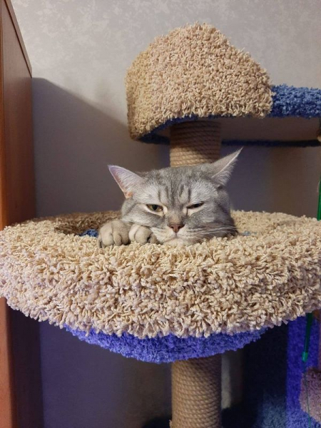 Кошки в нашей жизни. Кошки и все, что с ними связано.