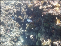 Красное море, Эйлат