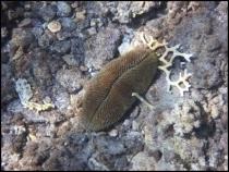 Красное море, Эйлат