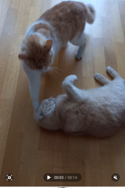 Кошки в нашей жизни. Кошки и все, что с ними связано.