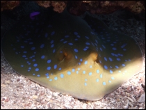 Красное море, Эйлат