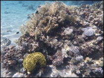 Красное море, Эйлат