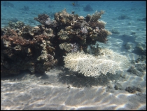 Красное море, Эйлат