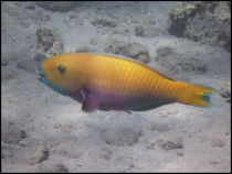 Красное море, Эйлат