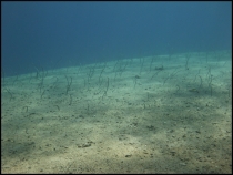 Красное море, Эйлат