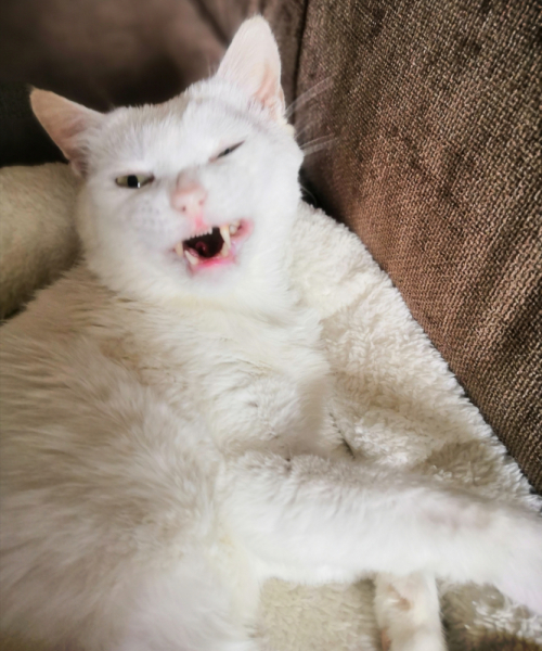 Кошки в нашей жизни. Кошки и все, что с ними связано.