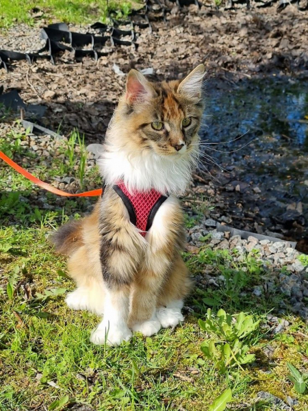 Кошки в нашей жизни. Кошки и все, что с ними связано.