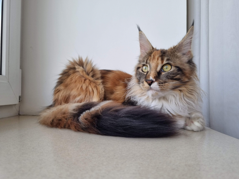 Кошки в нашей жизни. Кошки и все, что с ними связано.