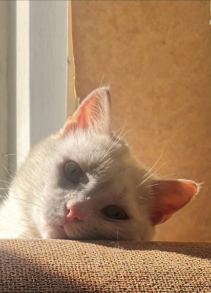 Кошки в нашей жизни. Кошки и все, что с ними связано.