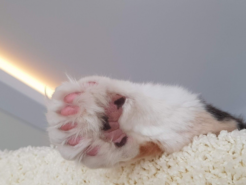 Кошки в нашей жизни. Кошки и все, что с ними связано.