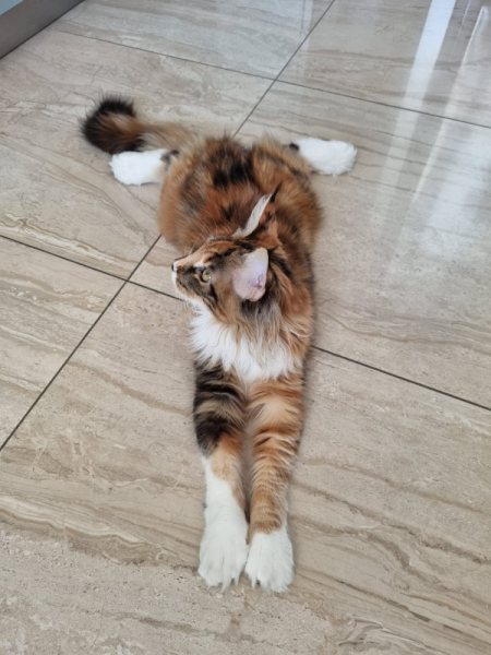 Кошки в нашей жизни. Кошки и все, что с ними связано.