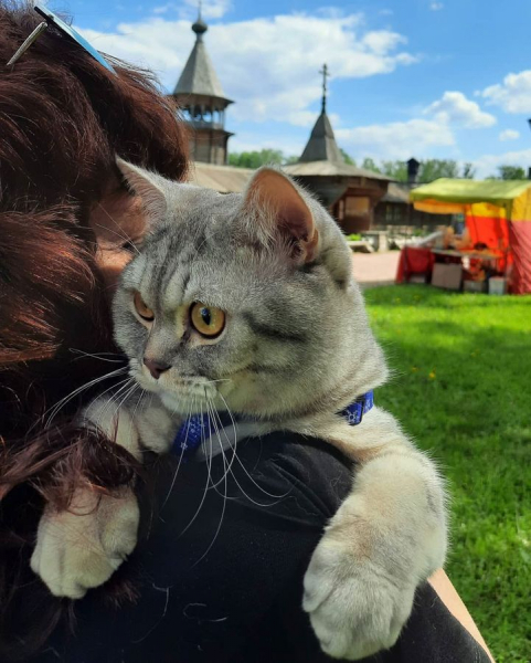 Кошки в нашей жизни. Кошки и все, что с ними связано.