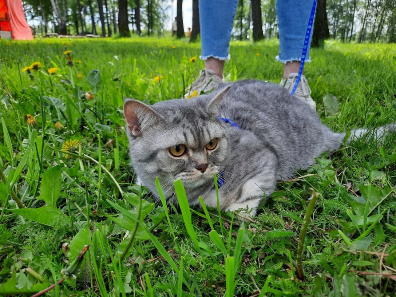 Кошки в нашей жизни. Кошки и все, что с ними связано.