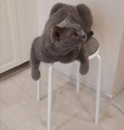 Кошки в нашей жизни. Кошки и все, что с ними связано.