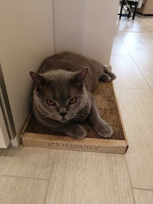 Кошки в нашей жизни. Кошки и все, что с ними связано.