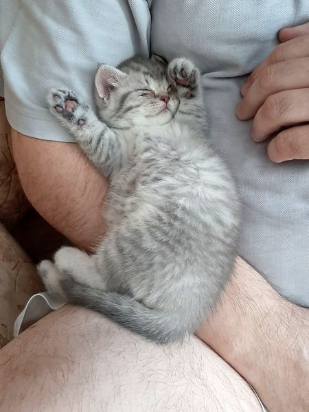 Кошки в нашей жизни. Кошки и все, что с ними связано.