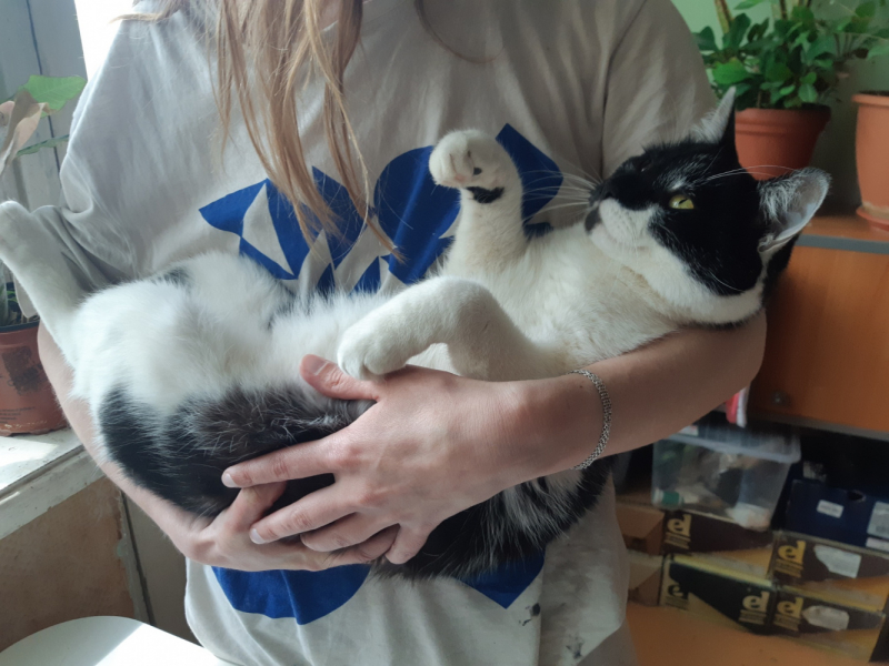 Кошки в нашей жизни. Кошки и все, что с ними связано.