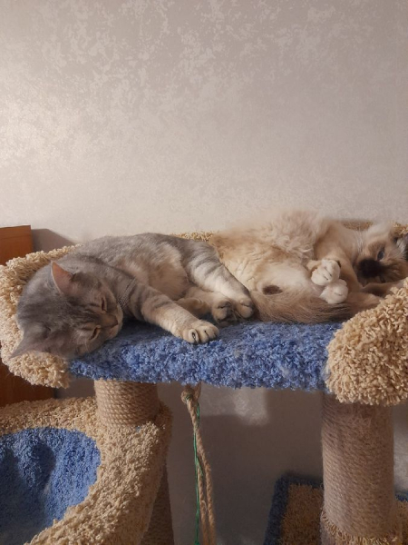 Кошки в нашей жизни. Кошки и все, что с ними связано.