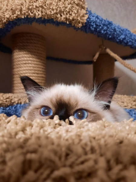 Кошки в нашей жизни. Кошки и все, что с ними связано.