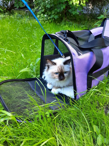 Кошки в нашей жизни. Кошки и все, что с ними связано.