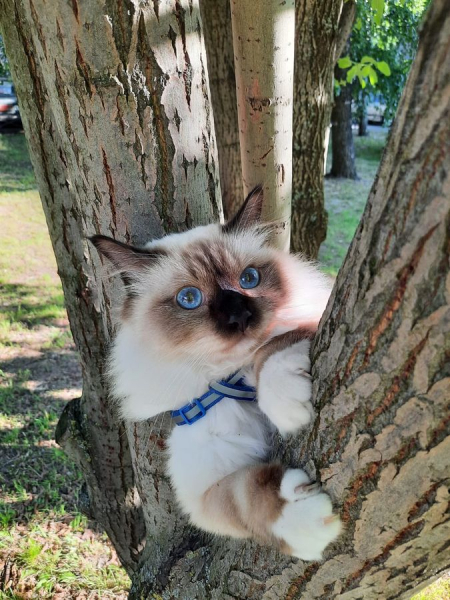 Кошки в нашей жизни. Кошки и все, что с ними связано.