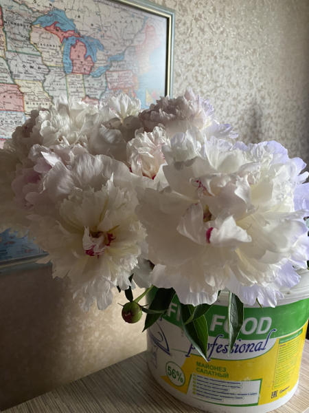 Кошки в нашей жизни. Кошки и все, что с ними связано.