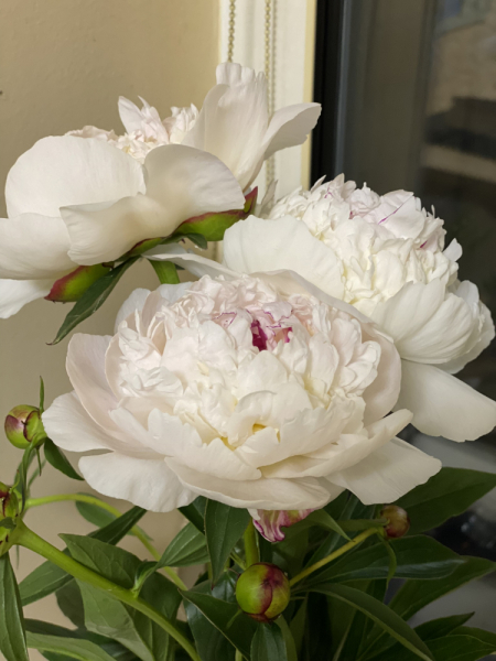 Кошки в нашей жизни. Кошки и все, что с ними связано.