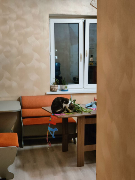 Кошки в нашей жизни. Кошки и все, что с ними связано.