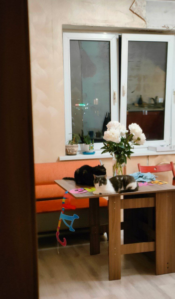 Кошки в нашей жизни. Кошки и все, что с ними связано.