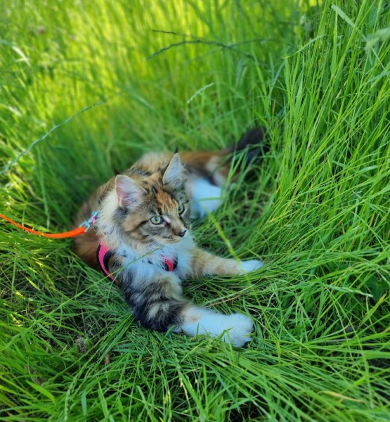 Кошки в нашей жизни. Кошки и все, что с ними связано.