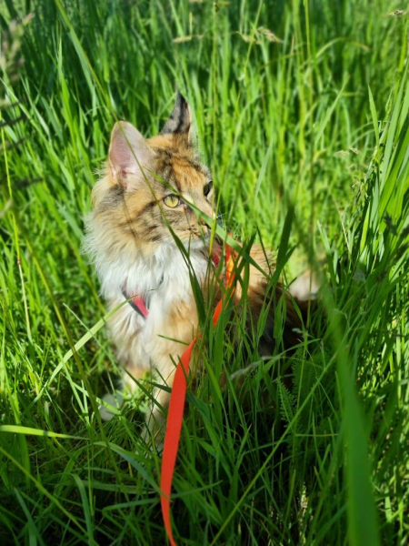 Кошки в нашей жизни. Кошки и все, что с ними связано.