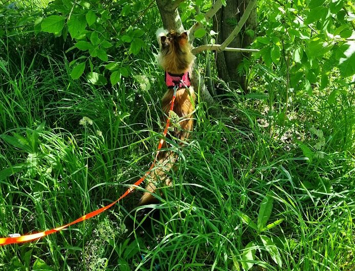 Кошки в нашей жизни. Кошки и все, что с ними связано.