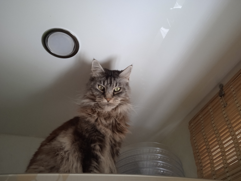 Кошки в нашей жизни. Кошки и все, что с ними связано.