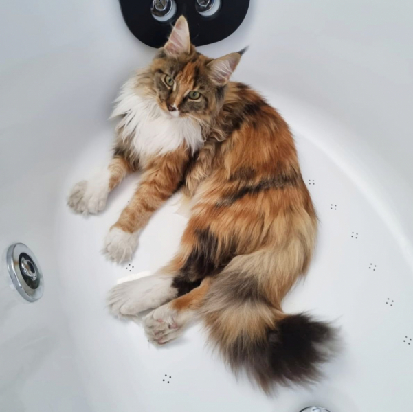 Кошки в нашей жизни. Кошки и все, что с ними связано.