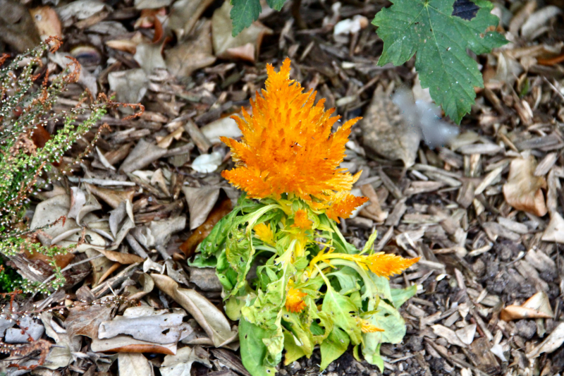 Осенний марафон 2021 г.