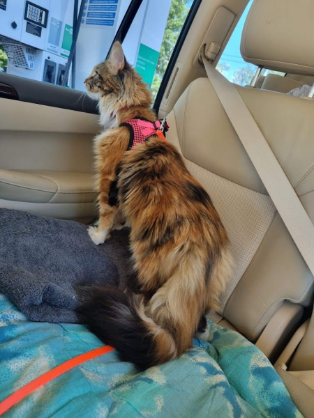 Кошки в нашей жизни. Кошки и все, что с ними связано.